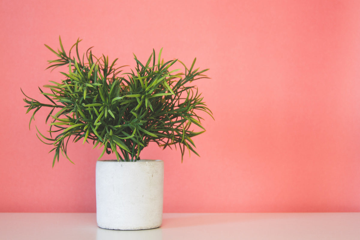 Plant Pots
